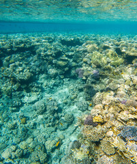 Coral reef under sea water.