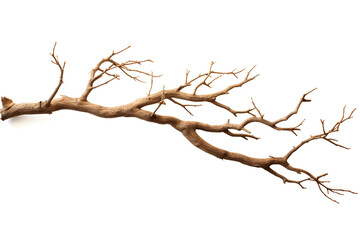 Barren Beauty, Isolated Dry Tree Branch on White Background - obrazy, fototapety, plakaty