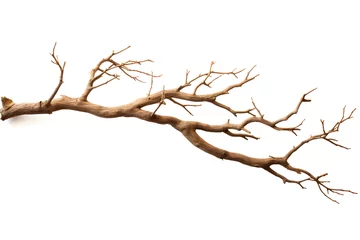 Foto op Canvas Barren Beauty, Isolated Dry Tree Branch on White Background © NE97