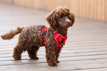 Small chocolate poodle in harness stands on wooden bridge. Domestic dog wraps head in different directions, displaying inquisitive demeanor, sunlight