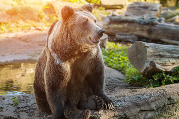 Large hairy bear sits in spacious enclosure in menagerie basking in fine weather. Big animal enjoying simple pleasures of life under sun in zoo, sunlight