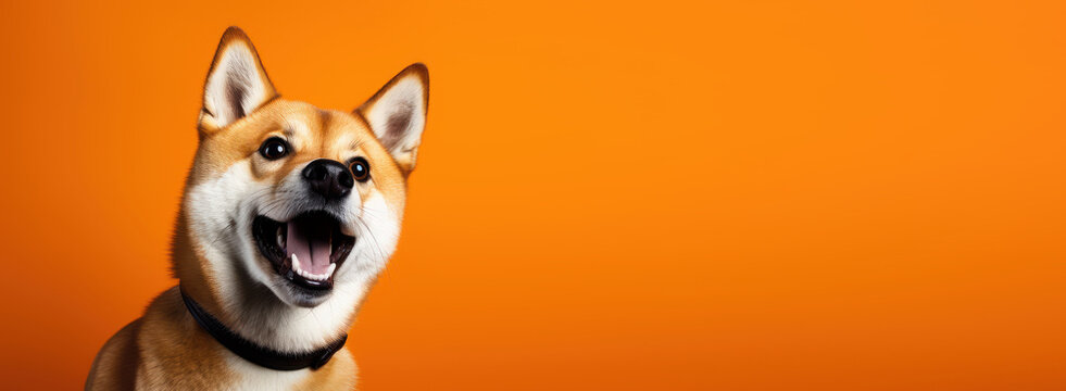 Studio headshot portrait of surprised dog on bright colors studio banner with empty copyspace