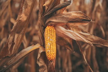 Damaged corn on the con in cultivated field. Maize crop ready for harvest on agricultural...