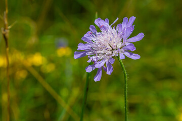 Close-up of a pink colored field scabious Knautia arvensis blooming on a green meadow