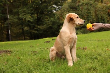 Woman playing with adorable Labrador Retriever puppy on green grass in park, closeup. Space for text