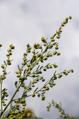 Wormwood green grey leaves with beautiful yellow flowers. Artemisia absinthium absinthium, absinthe wormwood flowering plant, closeup macro