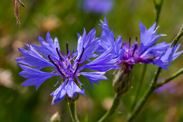 Fototapeta premium the blue cornflower centaurea cyanus is an edible plant