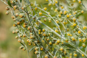 Wormwood green grey leaves with beautiful yellow flowers. Artemisia absinthium absinthium, absinthe wormwood flowering plant, closeup macro