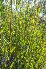 Salix purpurea purple willow or osier is a species of Salix native to most of Europe. Purple willow...