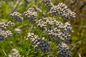 Common yarrow Achillea millefolium white flowers close up, floral background green leaves. Medicinal organic natural herbs, plants concept. Wild yarrow, wildflower