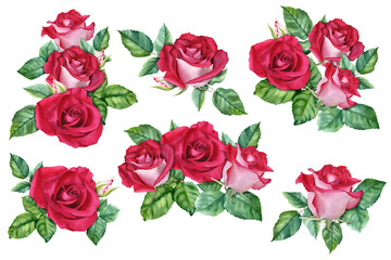 A set of compositions with roses blooms, buds and leaves. Watercolor Illustration isolated on white for cards invitation