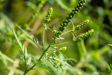 Flower of a common ragweed, Ambrosia artemisiifolia