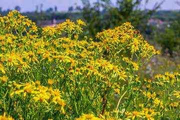 Yellow flowers of Senecio vernalis closeup on a blurred green background. Selective focus