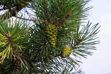 Closeup on pine branch with male and female cone - obrazy, fototapety, plakaty