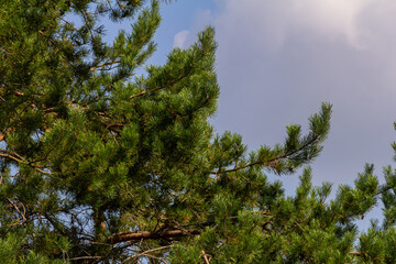 Pine branches on a spring day against the background of the sky with clouds