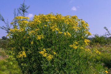 Yellow flowers of Senecio vernalis closeup on a blurred green background. Selective focus