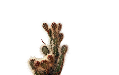 Desert Cactus Landscape Realistic Style on White or PNG Transparent Background.