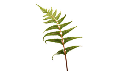 Vibrant Cinnamon Fern Fronds on White or PNG Transparent Background.