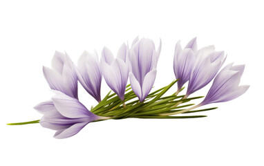 Realistic Flower Crocus Buds on White or PNG Transparent Background.
