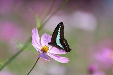 The Common Bluebottle drinking nector from a pink cosmos