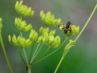 wasp on a yellow flower