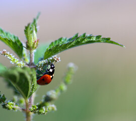 ladybird on a leaf