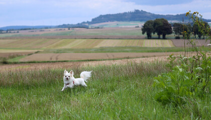 Fototapeta premium dog in the field
