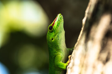 Phelsuma grandis 