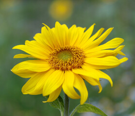 yellow flower in the garden