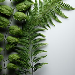 Top View Ferns , Hd , On White Background 
