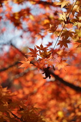I took a picture of the autumn foliage in Gyeongju, Korea.