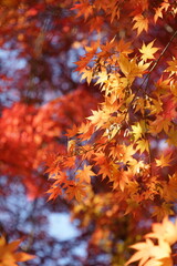 I took a picture of the autumn foliage in Gyeongju, Korea.