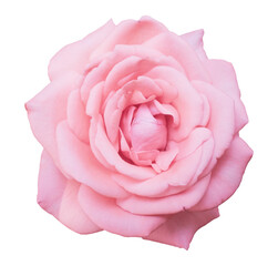 Beautiful pink rose blossom on isolated background. Rose flower concept