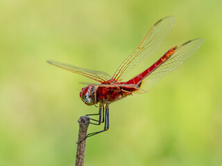 Libelle