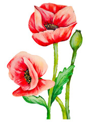Watercolor Red Poppies Flower