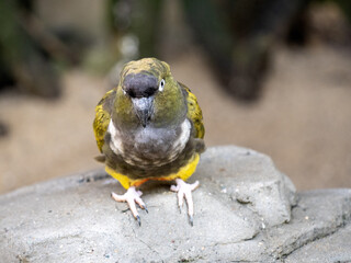 A Burrowing parrot, Cyanoliseus patagonus, sits on a large boulder and looks around