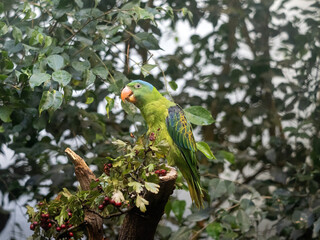 Blue-naped parrot, Tanygnathus lucionensis, sits on a dry branch and feeds on red berries