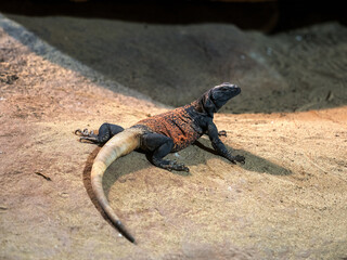Northern Chuckwallas, Sauromalus obesus, stocky lizard lying on a rock basking.