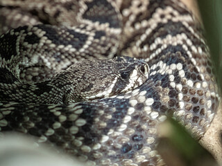 Portrait of a large venomous Eastern diamondback rattlesnake, Crotalus adamanteus.