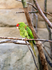 The rare Cordilleran parakeet, Psittacara frontatus, sits on a dry branch and looks around.