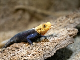West African Agama, Agama africana, lying on a boulder basking.