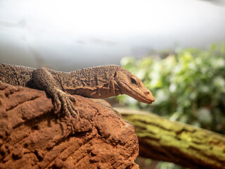 Quince monitor, Varanus melinus, lies on a rock and observes the surroundings