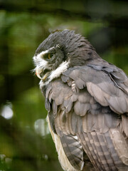 A Spectacled Neotropical owl, Pulsatrix perspicillata, sits on a bush and observes the surroundings
