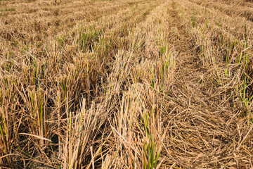 Dry hays in the post harvested rice field in Indonesia