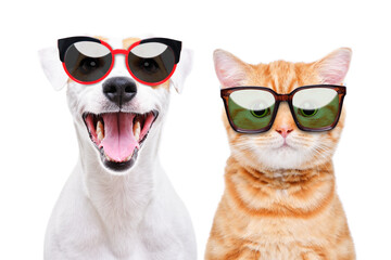 Portrait of a kitten Scottish Straight and dog Jack Russell Terrier in sunglasses isolated on a white background