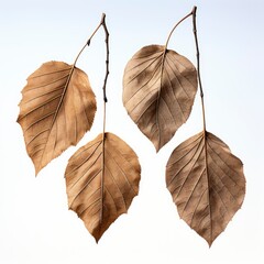 Dried Leaves ,Hd, On White Background