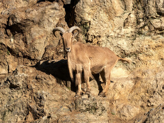 Barbary sheep, Ammotragus lervia, stands on a steep rock and observes the surroundings. - 666420271