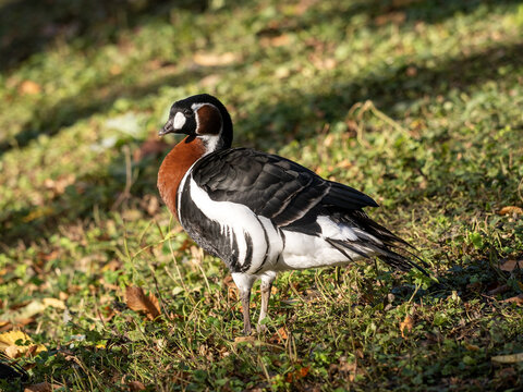 The red-breasted goose, Branta ruficollis, is probably the most brightly colored goose