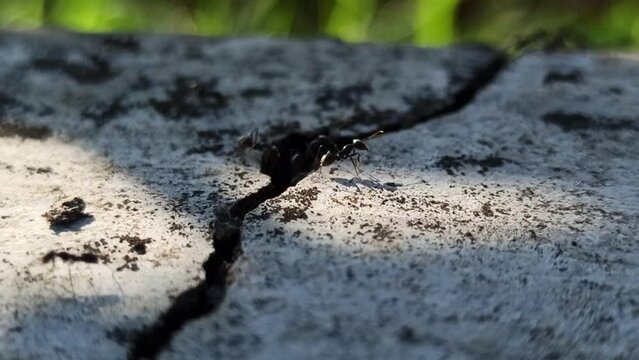the black ants