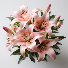 Beautiful Pink Lily ,Hd, On White Background